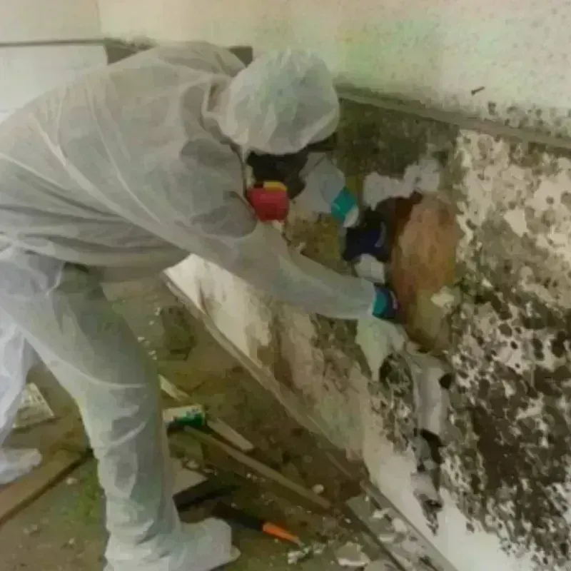 Mold Remediation and Removal in Midway South, TX